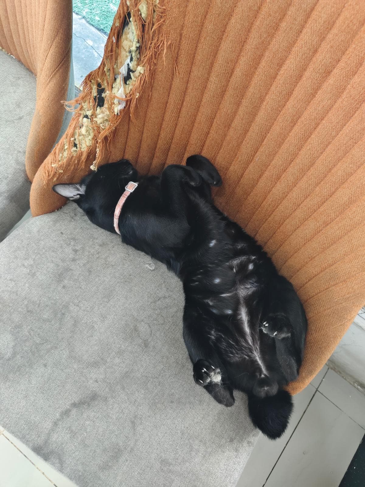 ฟอร์ด-สัตว์เลี้ยงหาบ้าน-กรุงเทพมหานคร-Petskub