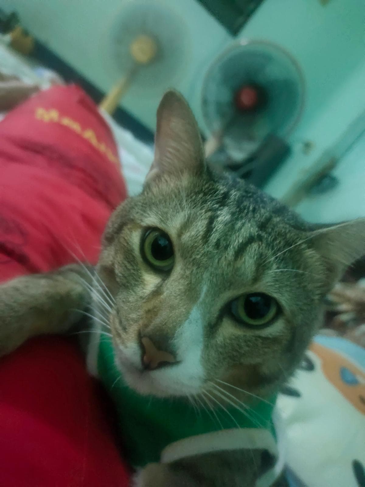 นับเงิน-สัตว์เลี้ยงหาบ้าน-กรุงเทพมหานคร-Petskub