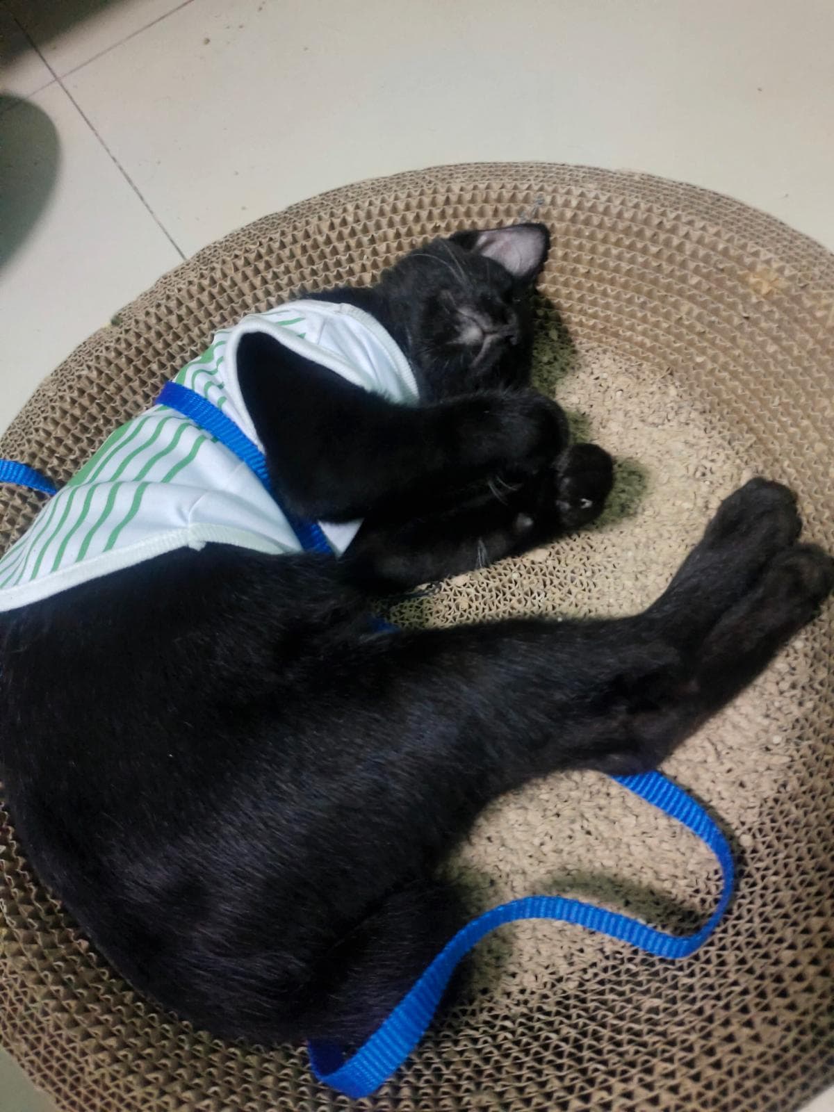 นับทอง-สัตว์เลี้ยงหาบ้าน-กรุงเทพมหานคร-Petskub