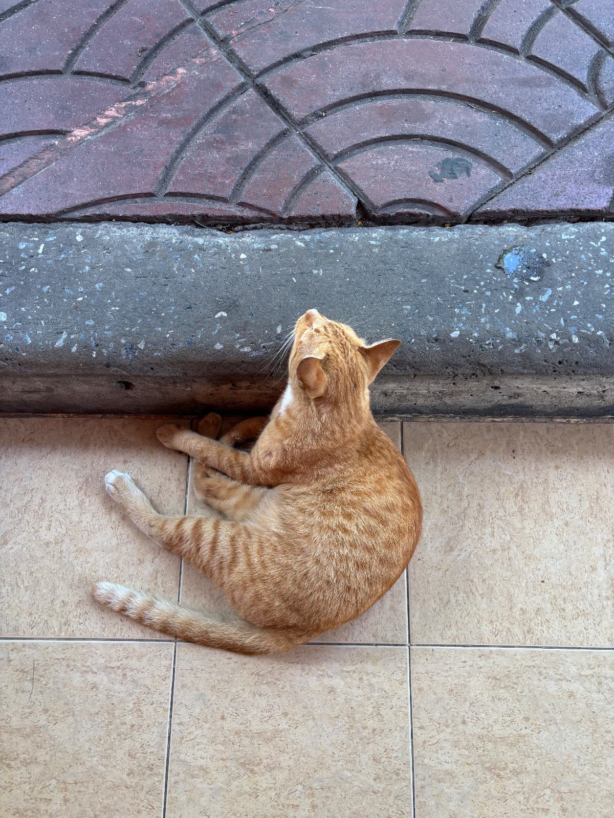 โชคดี-สัตว์เลี้ยงหาบ้าน-กรุงเทพมหานคร-Petskub