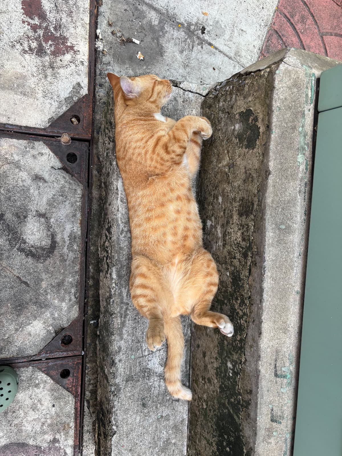 โชคดี-สัตว์เลี้ยงหาบ้าน-กรุงเทพมหานคร-Petskub