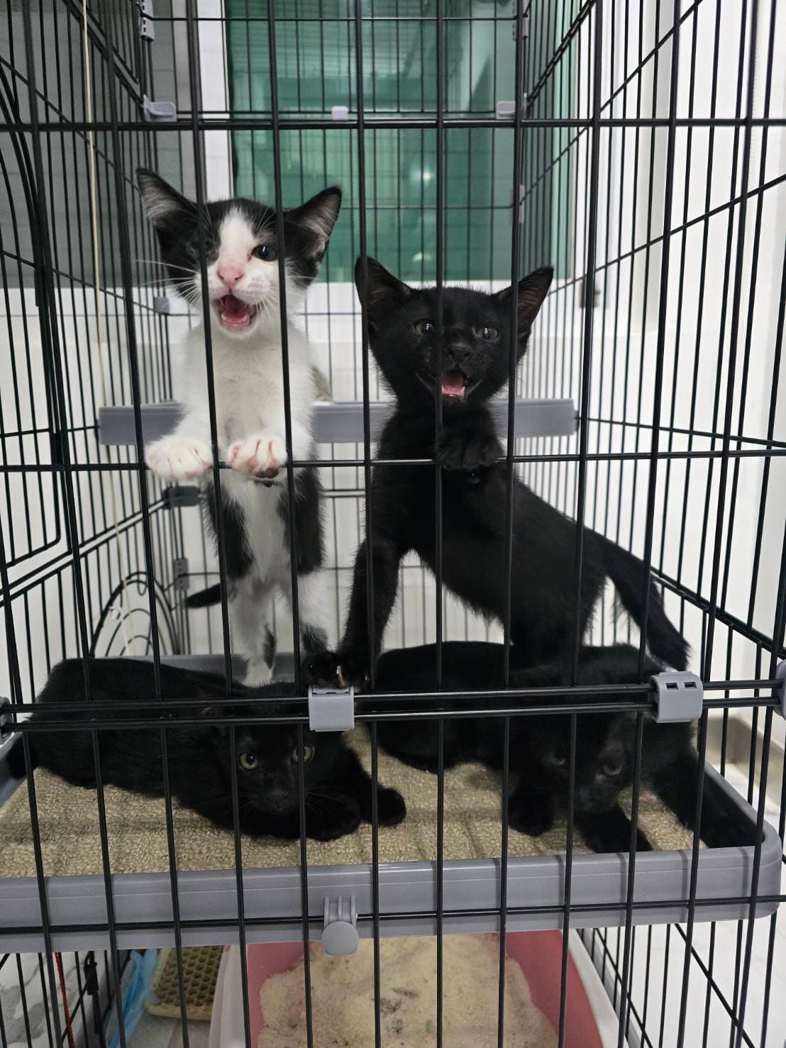 ยับไมาได้ตั้งครับ-สัตว์เลี้ยงหาบ้าน-กรุงเทพมหานคร-Petskub